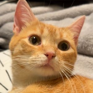 Meet your Posher, Nicoletta